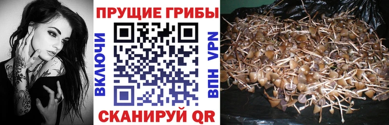 Галлюциногенные грибы Cubensis  мега ссылки  Городище  как найти наркотики 